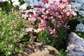 Red spring flowers of saxifraga Ãâ arendsii blooming in rock garden, close up Royalty Free Stock Photo